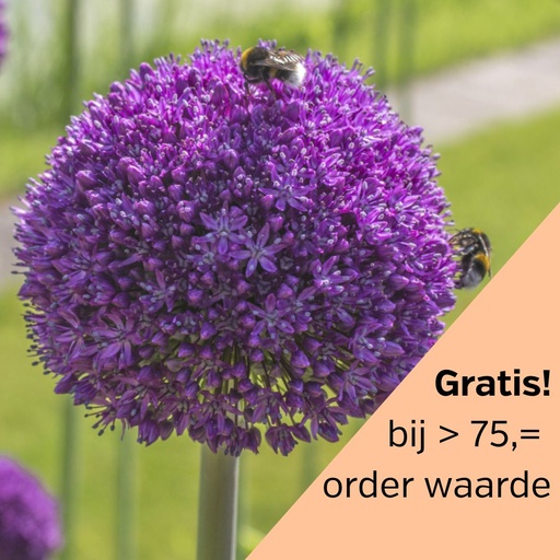Allium Ambassador 1 Stück