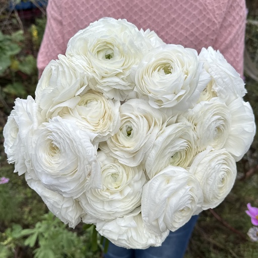Ranunkeln Elegance Bianco