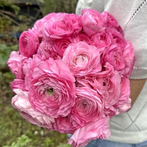 Ranunkeln Elegance Rosa
