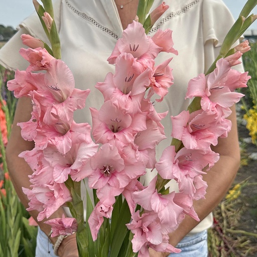 Gladiole Adrenalin