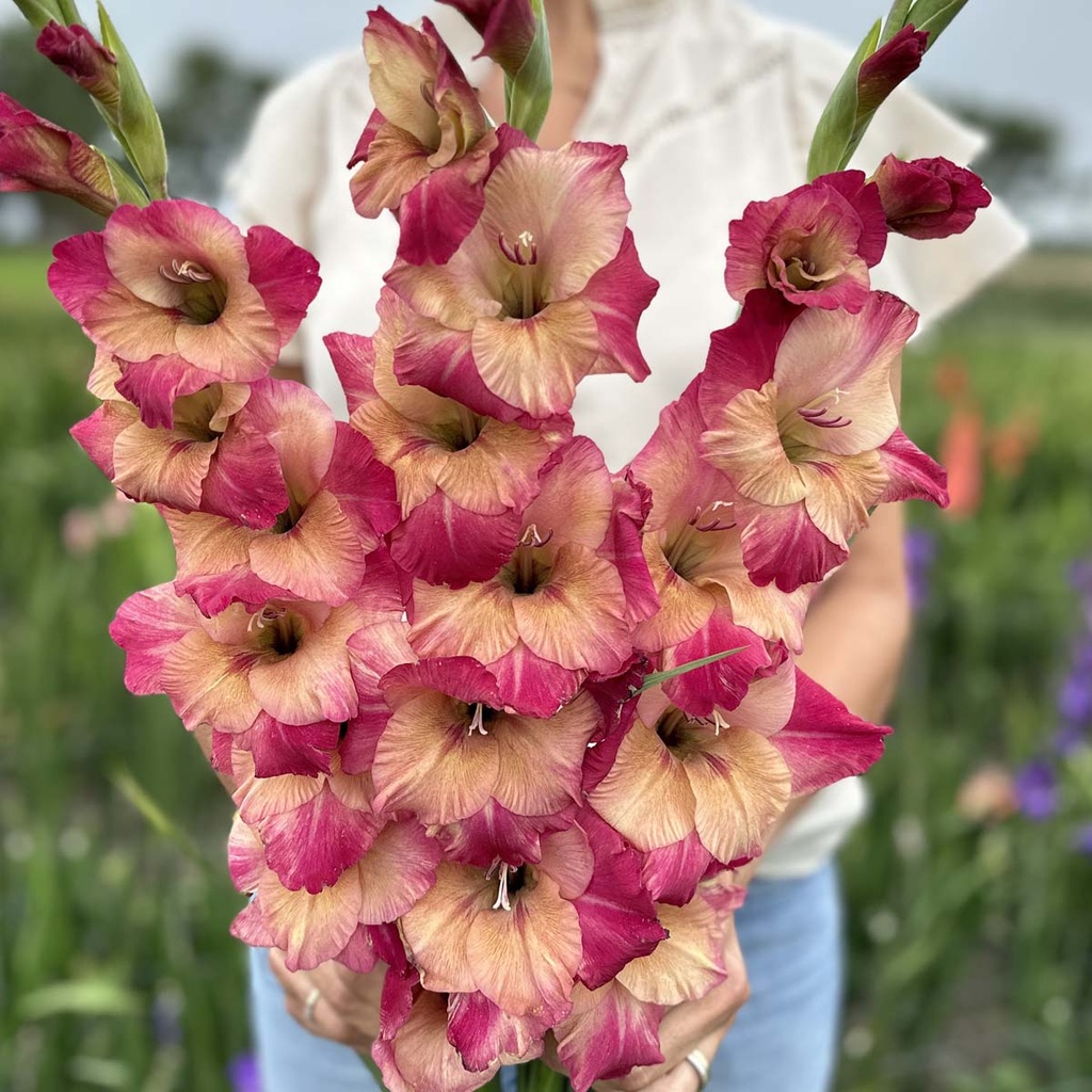 Gladiole Apricot Bubblegum