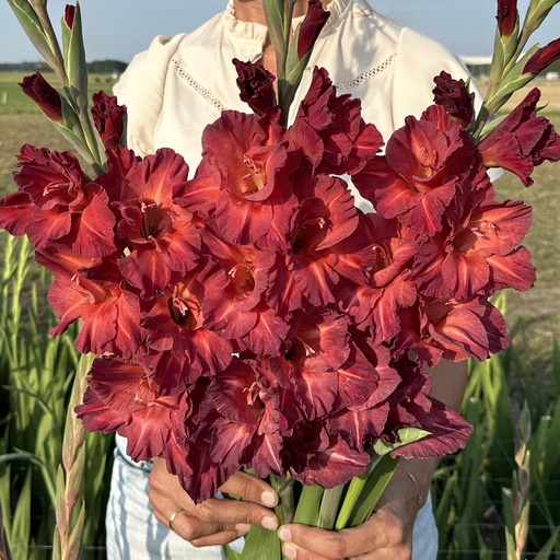 Gladiole Chocolate