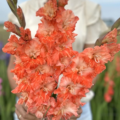 Gladiole Coral Crush
