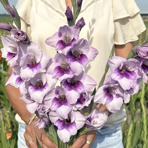Gladiole Gladdies Tina