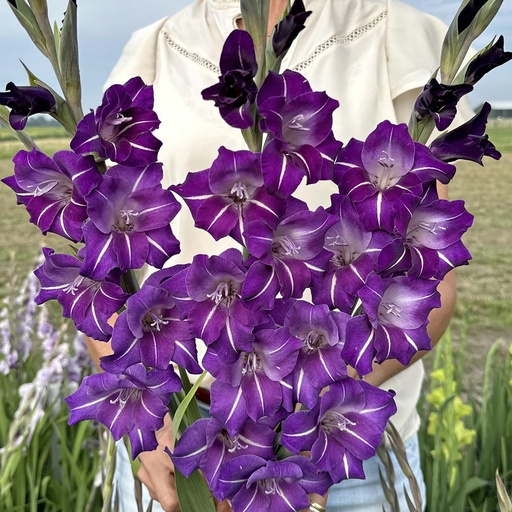 Gladiole Hallowy