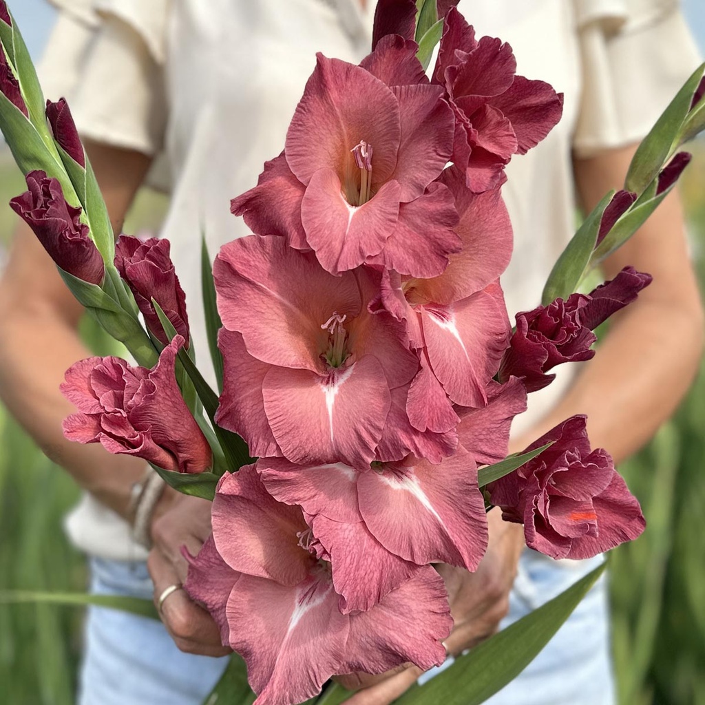 Gladiole Indian Summer
