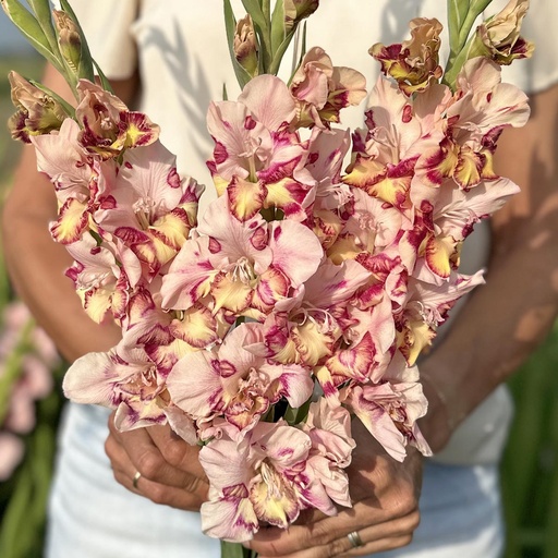 Gladiole Quepo