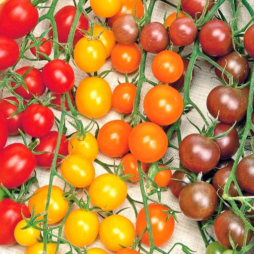 Kirschtomate Color mix