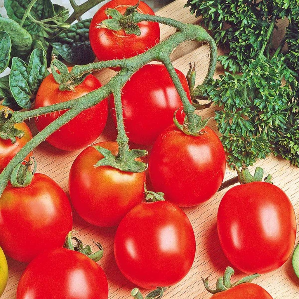 Kirschtomate Tiny Tim