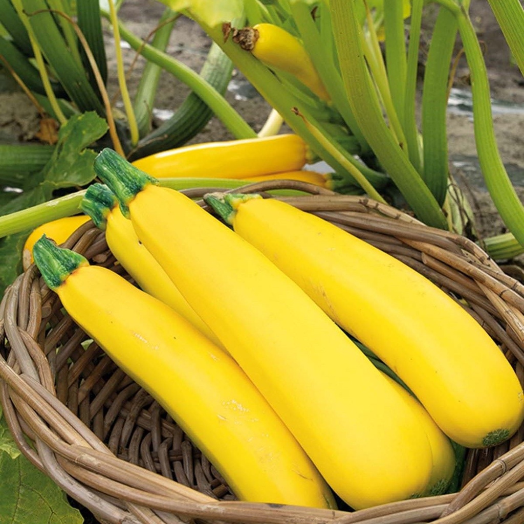 Zucchini Gold Rush F1