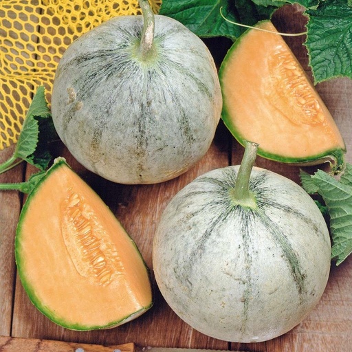 Melone Charentais