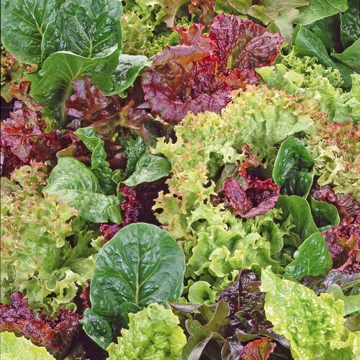 Pflücksalat Babyleaf Mixture