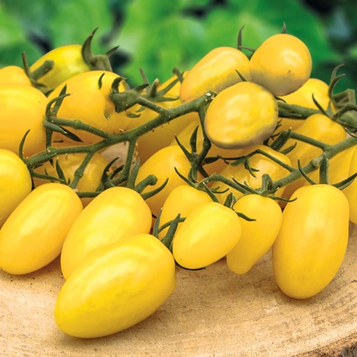 Tomate Dattolime F1