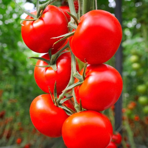 Tomate Moneymaker 