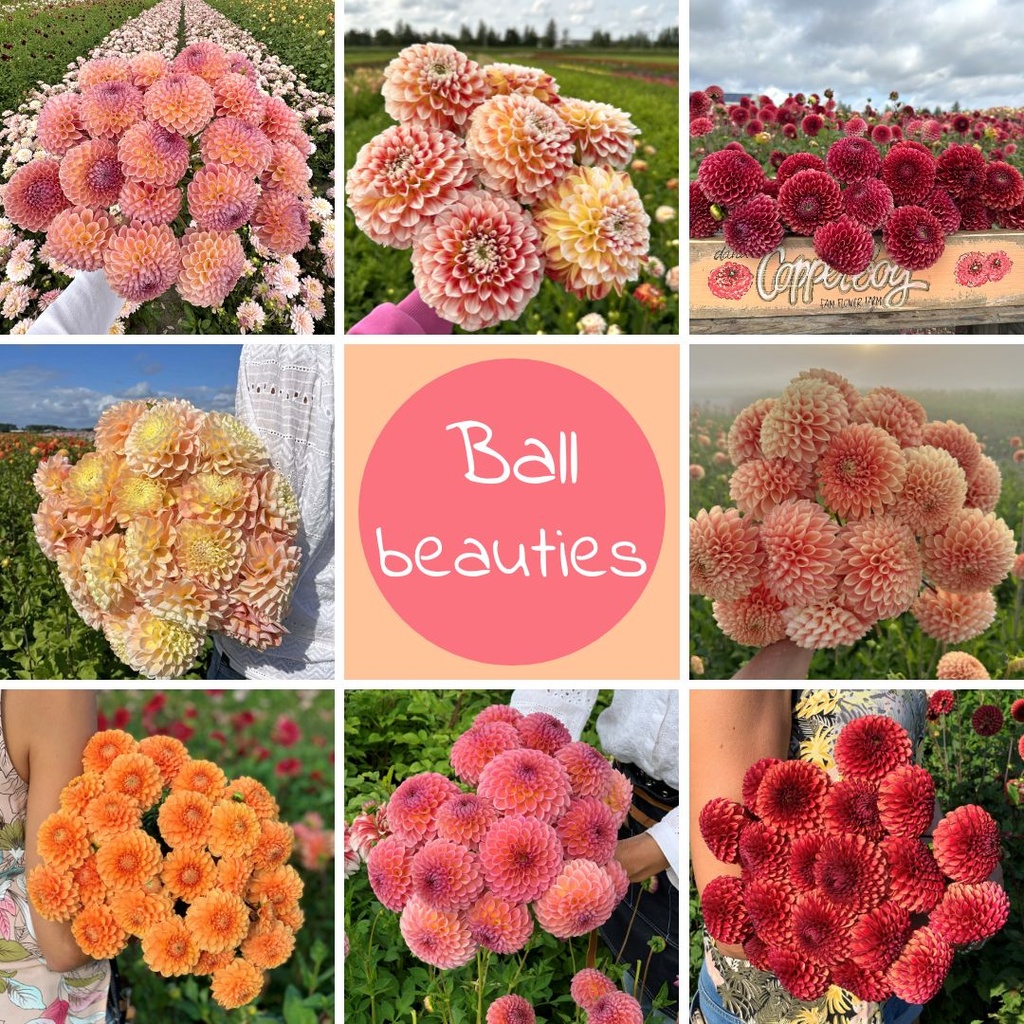 Mix Ball Beauties (8 dahlien)