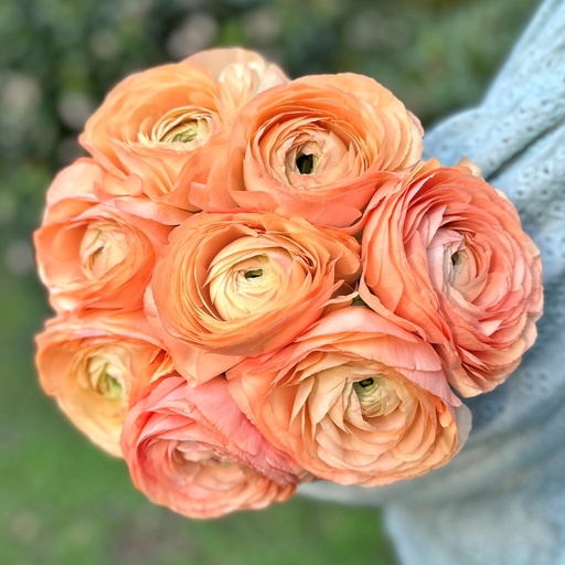 Ranunkeln Cloni Succes Grand Pastel®