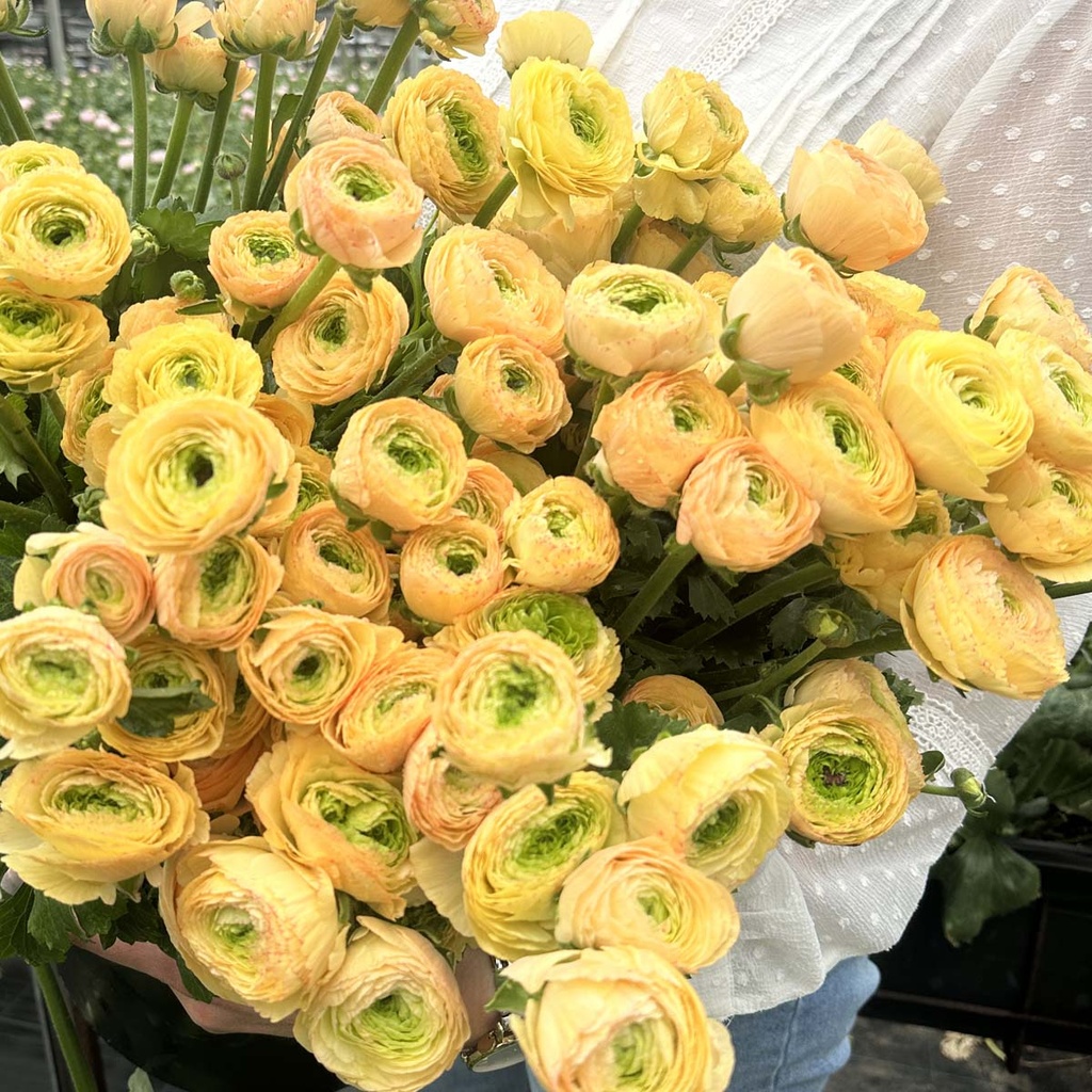 Ranunkeln Cloni Succes Tuareg®