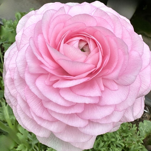 Ranunkeln Elegance Rosa Chiaro