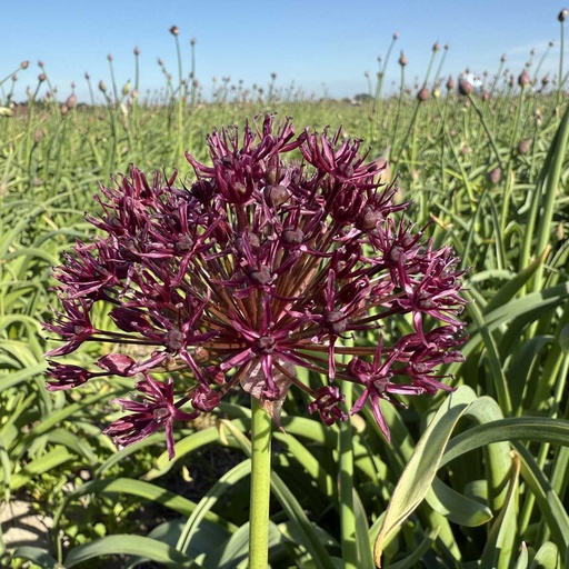 Allium Atropurpureum 10 Stück