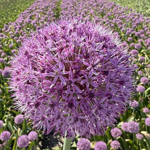 Allium Party Balloon 3 Stück
