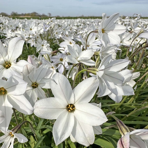 Ipheion Alberto Castillo 10 Stück