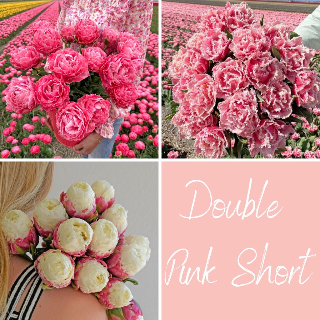 Mix Double Pink Short (30 tulpenzwiebeln)