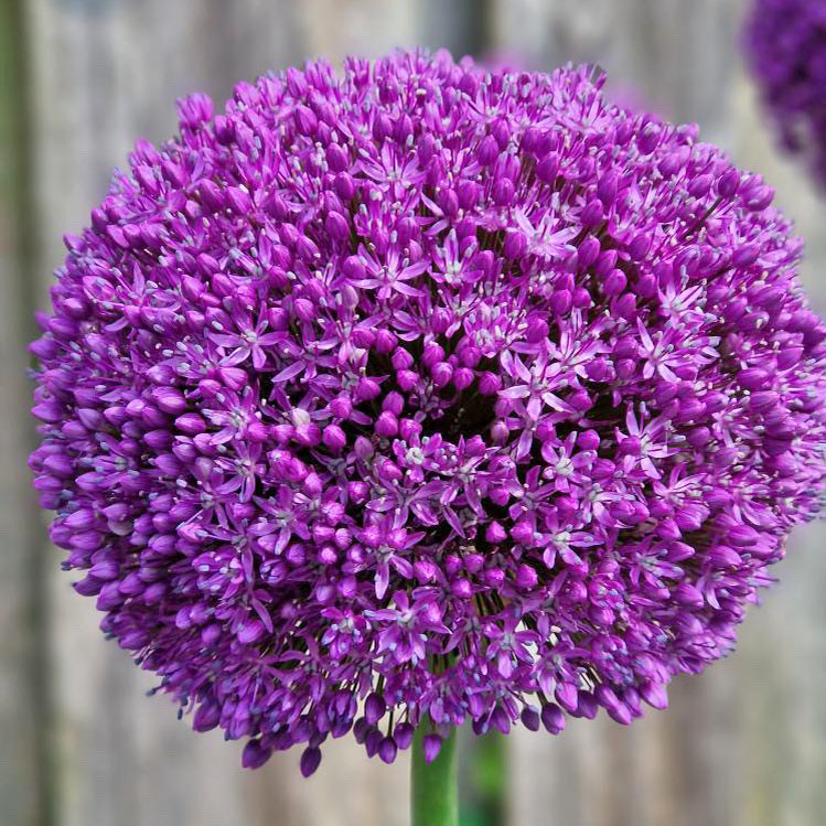 Allium Ambassador !