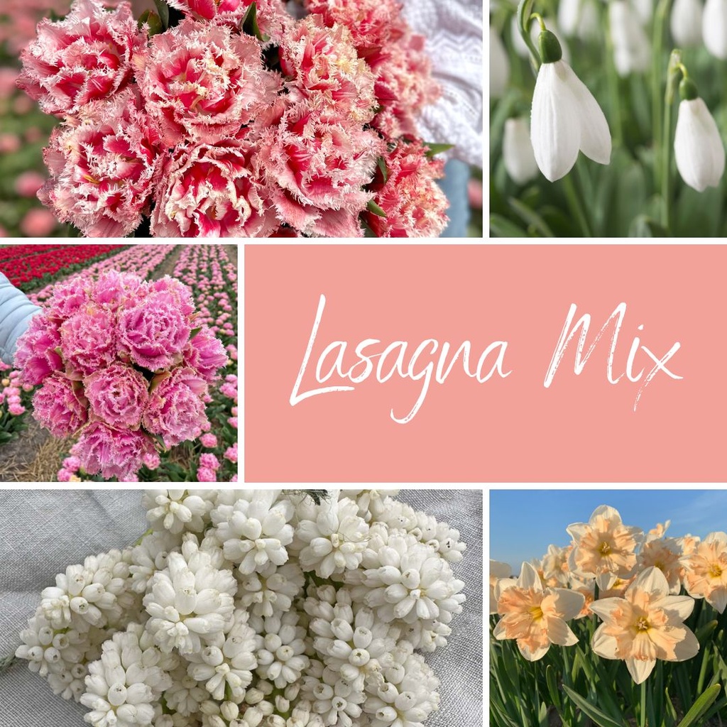 Mix Lasagna (50 blumenzwiebeln)