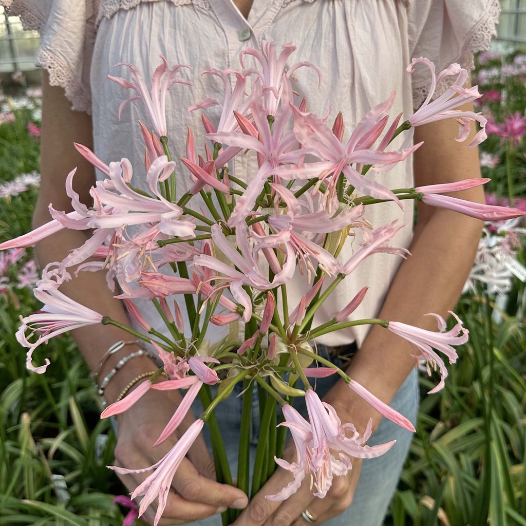 Nerine Vesta K