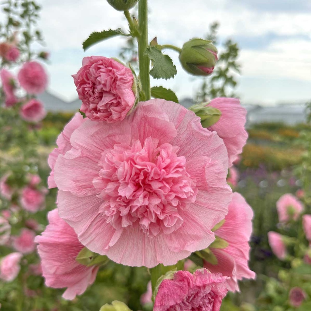 Alcea Rosea Carnival Old Rose (Stockrose)