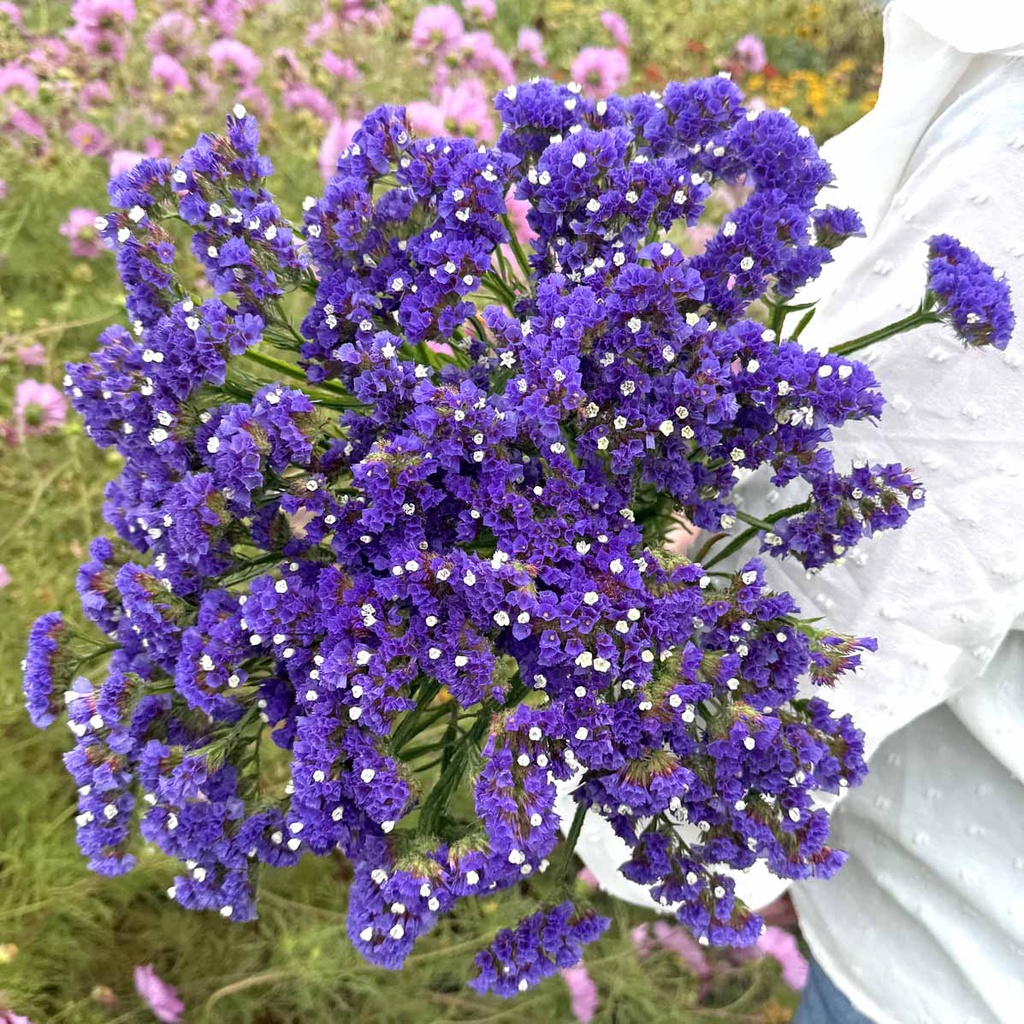 Limonium Forever Blue