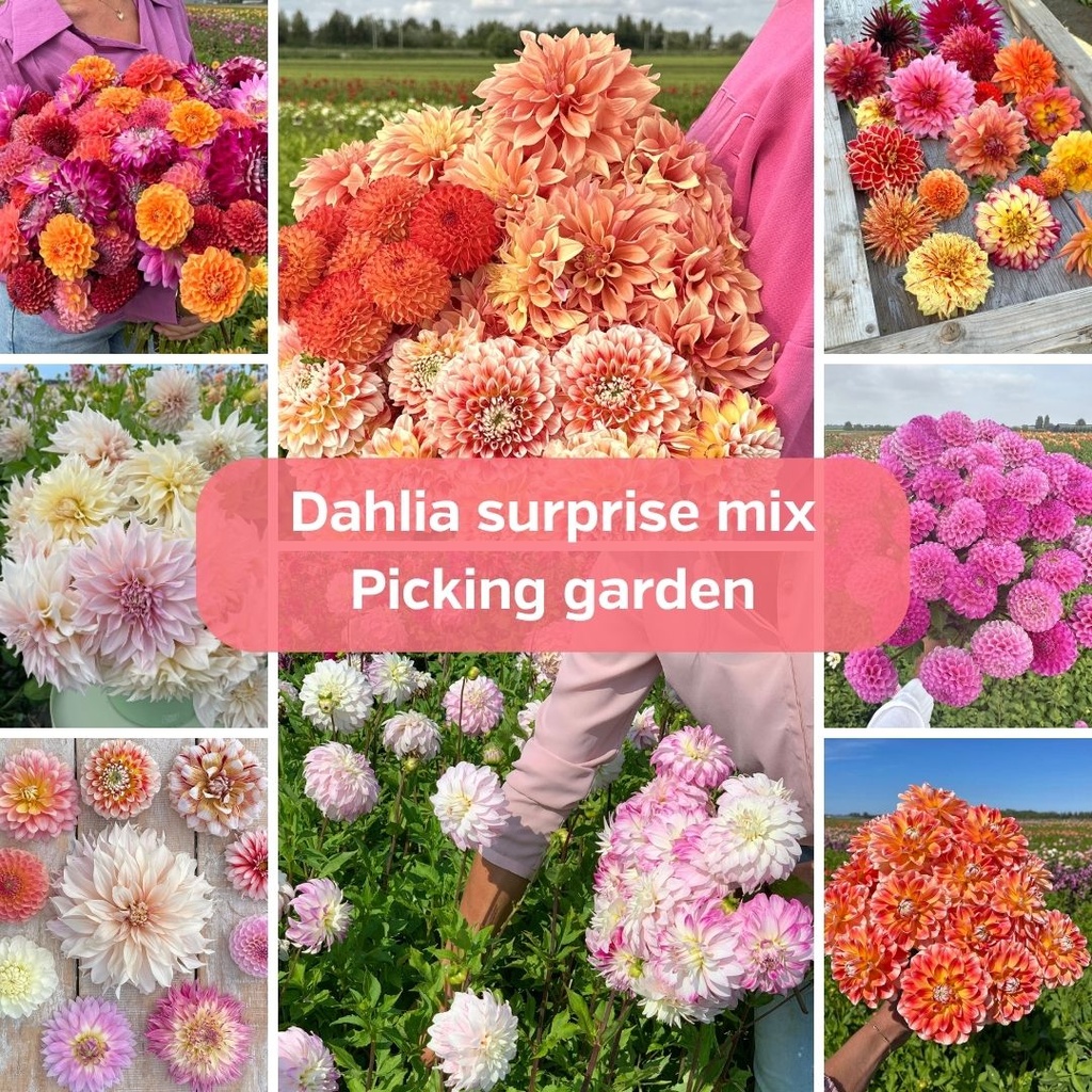 Dahlia Surprise Mix - picking garden (20 dahlias)
