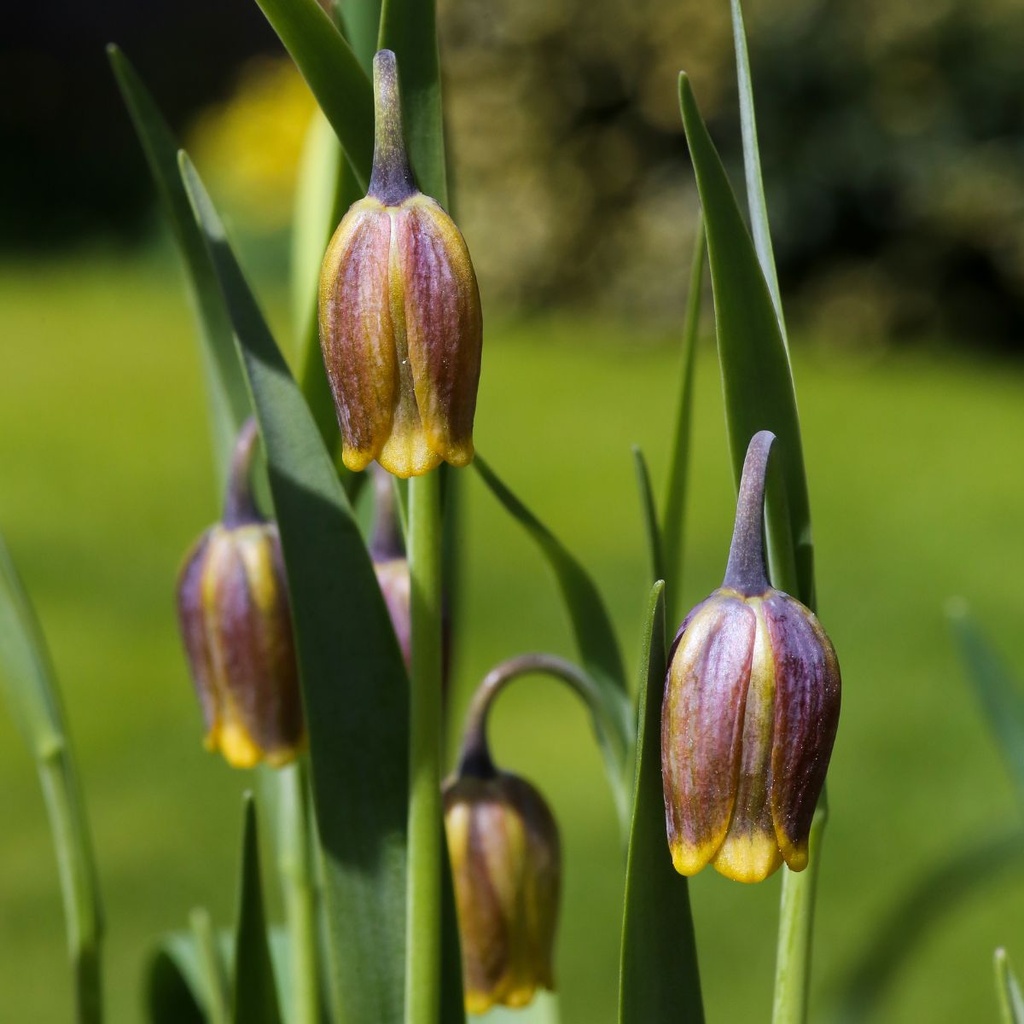 Fritillaria Uva Vulpis 10x