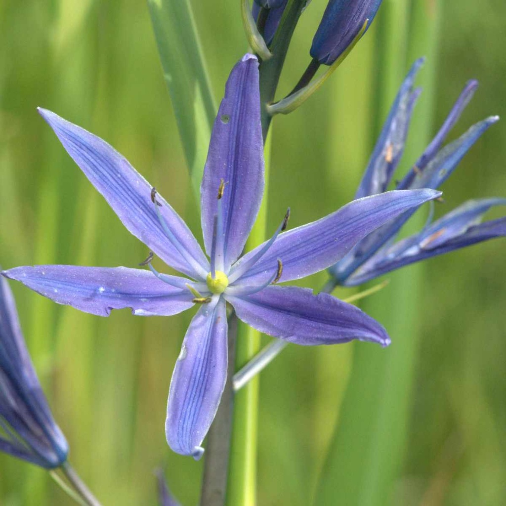 Camassia Caerulea 10x
