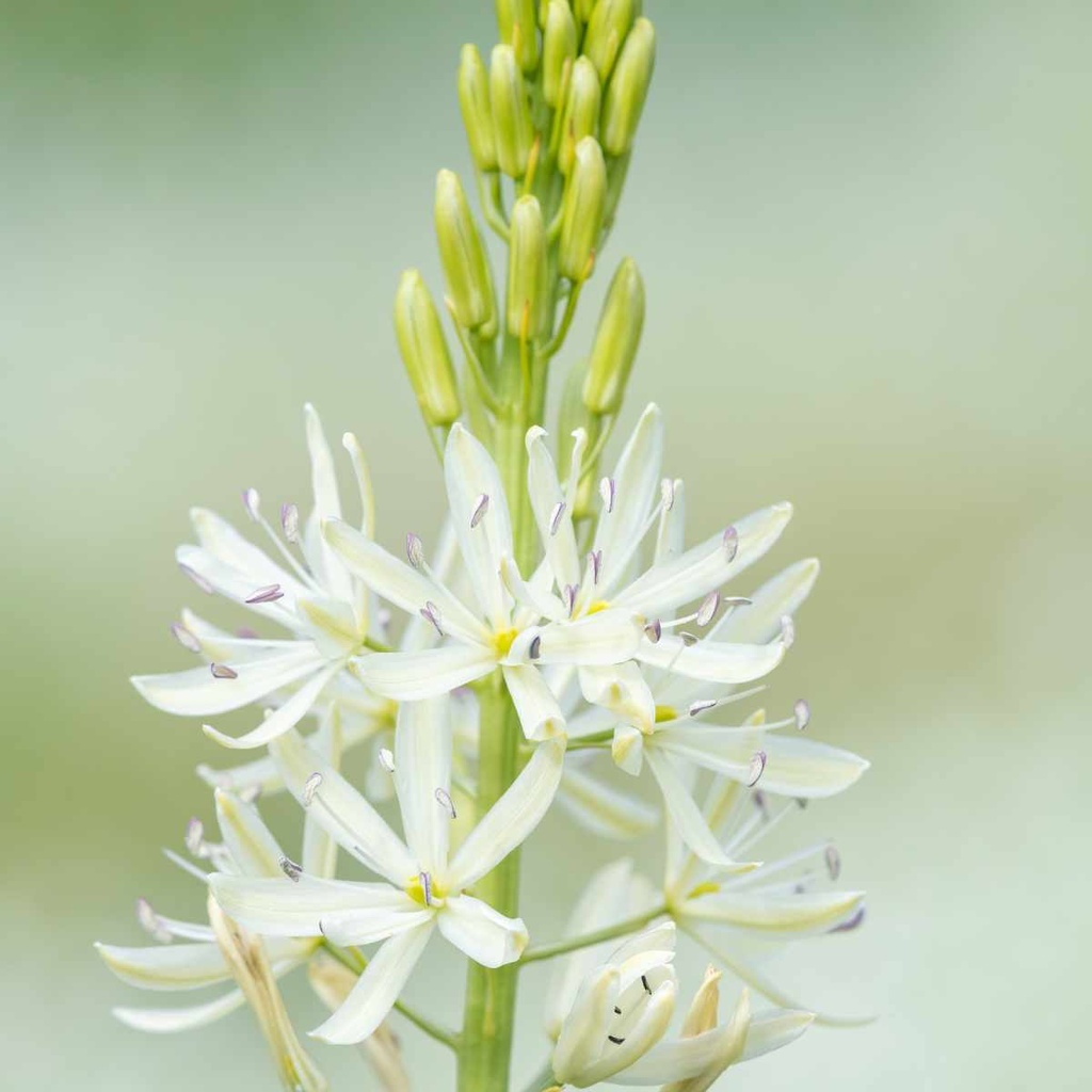 Camassia Alba 10x