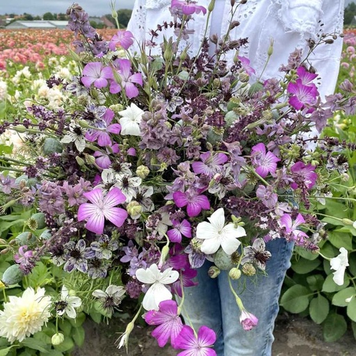 Mix Purple Heaven - 5x blumensamen