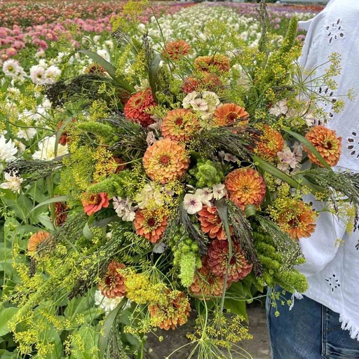Mix Sunset Orange - 5 x blumensamen