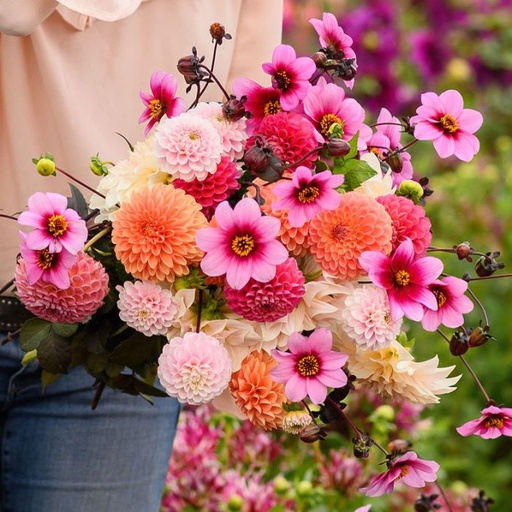 Mix Dahlia Dream (5 dahlien)